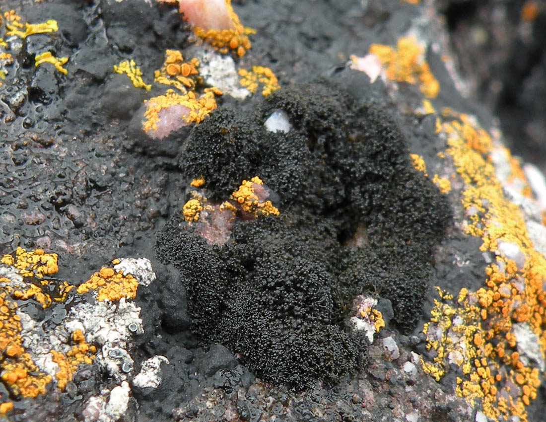 Sugli scogli del Galles